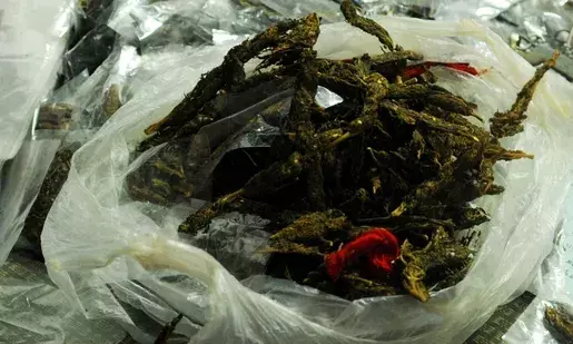 Tripura: Six abandoned suitcases at the Agartala railway station yielded 37 kg of ganja.