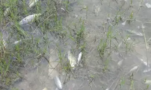 How did a Zambian river die overnight due to a Chinese company?