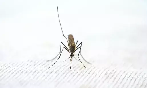 World Malaria Day 2025: Do you know about cerebral malaria; the deadliest form that affects the brain?