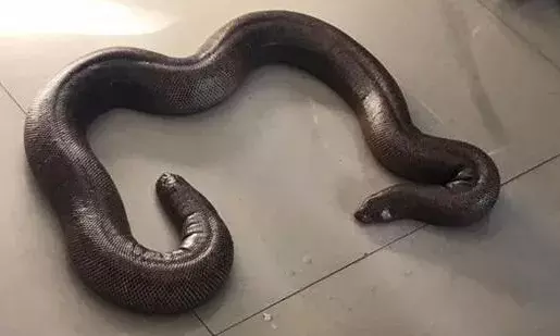In Uttarakhand, three red sand boas were detained for smuggling protected species