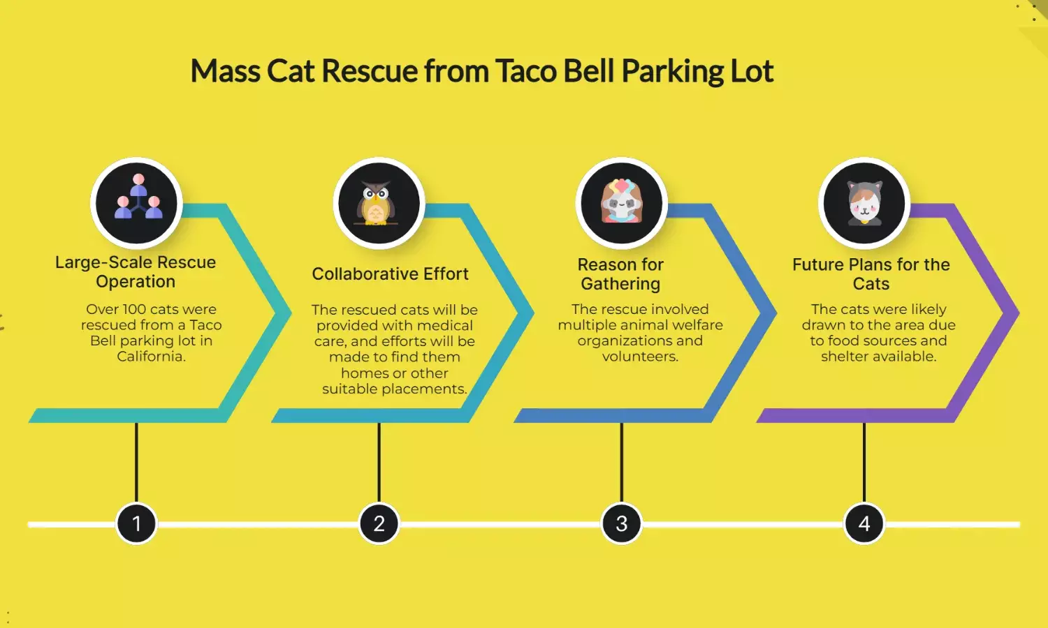Mass cat rescue: Over 100 felines saved from CA Taco Bell parking lot
